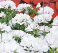 Pelargonia biała cultivars Summer Lovers WHITE POLECAM