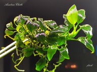 Anubias Chilli rarytas , kolekcja fibell