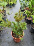 Sosna drobnokwiatowa Pinus parviflora 'Blue Lou' NA BIG BONSAI