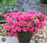 RODODENDRON Azalia japońska ,,CANZONETTA" Karminowo czerwona piękność