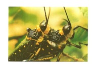 Pocztówka - Szczęśliwe szarańczaki / owady ...