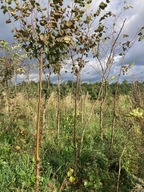 wiąz górski obwód pnia 10-15m