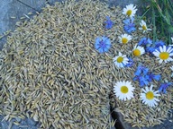 owies ekologiczny naturalny dla królików 20kg