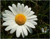 STOKROTKA POSPOLITA ŁĄKOWA KWIETNIE CAŁE LATO 20 SZTUK SADZONKI MIODODAJNE