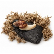 Ślimak afrykański lissachatina fulica albino body + heat pack GRATIS