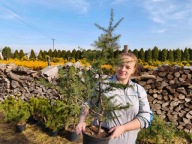 cedr atlantycki 85-95cm