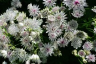 jarzmianka większa 3 szt