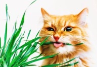 Kocia Trawka Cyperus Koci Przysmak Zumula