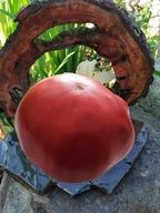Pomidor Cherven Gradinski (283) nasiona kolekcjonerskie