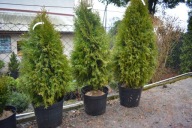 tuja smaragd 50-180cm, brabant, kórnik,