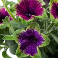 Petunia TEA Purple Green Edge