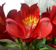 Alstromeria Alstroemeria Inticancha Doba