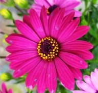 Stokrotka A. Osteospermum Erato Compact Burgundy SŁONECZNE KWIATY