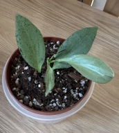 Hoya Nicholsoniae New Guinea Ghost ze zdjęcia, 3 młode listki
