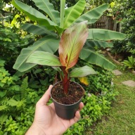 Bananowiec Ensete ventricosum Maurelii - DUŻE SADZONKI - 30 - 40cm