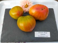 Pomidor Everett’s Rusty Oxheart wyjątkowa odmiana nasiona kolekcjonerskie