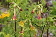Polemonium pauciflorum - wielosił skąpokwiatowy