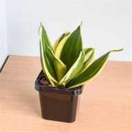 Sansevieria sansewieria hahnii wężownica język teściowej SADZONKA 18 cm