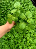 Melisa sadzonka doniczka p10