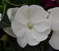 Niecierpek NG Impatiens Magnifico Snow KWIATY DO PÓŁCIENIA