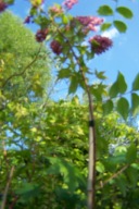 Żylistek strawberry różowy okaz 220cm na pniu inny