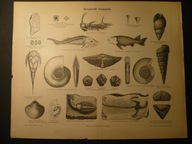 skamienieliny epoki devonu, oryg. 1887