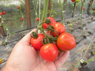 Pomidor First in The Filed bardzo wczesny krzak wysokości do 4 m