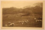 Zakopane - Owce, 1925 rok, Fot. J. Turek