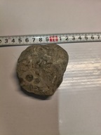 Skamieliny, minerały, muszle, minerały