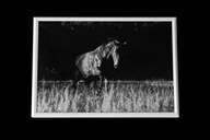 Portret konia - fotografia w ramce