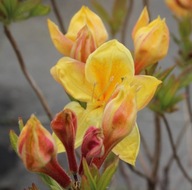 Azalia wielkokwiatowa ,,GOLDEN SUNSET" jak zachodzące słońce