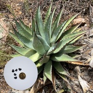 Agave mckelveyana – MROZOODPORNA AGAWA AŻ DO –23°C | 10 nasion + instrukcja