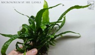 Microsorum sp. Sri Lanka od fibell