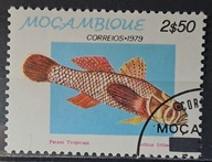 Ryby (kas) - luzak - do uzupełnień 13/7