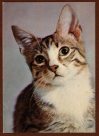 Kot kotek koty rasa harce kot w życiu człowieka pocztówka