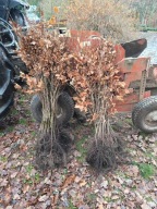 Buk pospolity 100 cm - 130 cm. Pakiet 25 sztuk Żwyopłot