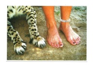 Pocztówka - Piękna i bestia, czyli Kobieta i gepard