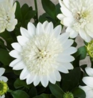Stokrotka Afrykańska Osteospermum 3D Nanuk