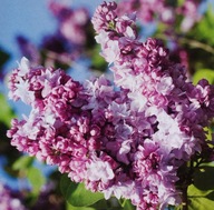 LILAK POSPOLITY 'KATHERINE HAVEMEYER' sadzonka, doniczka; 2,5 l