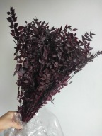 Ruskus ruszczyk stabilizowany bordowy 10 szt