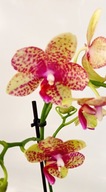 PHALENOPSIS storczyk multiflora GROSSETO 10