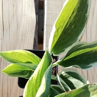 Funkia duża Hosta "American Halo"