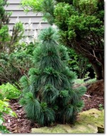 Pinus schwerinii 'Wiethorst' - Duża !!!