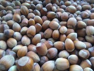 Świeże orzechy laskowe w łupinie skorupie niełuskane 1kg 2025 PL Polskie