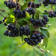 Aronia świeży owoc 10zł 1 kg ekologiczna zbierana ręcznie na czysto