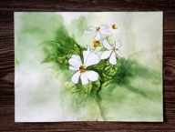 KWIATY (182) dla 884 Skubalskich