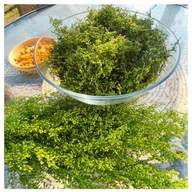 ARTEMISIA ANNUA GRYPA WIRUSY BORELIOZA NERWICA SEN ŁUSZCZYCA BÓL NOWOTWORY