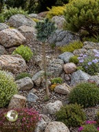 UROCZY KARZEŁEK Świerk serbski 'Pimoko' Picea omorika na pniu