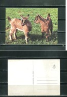 K16696) Karta zwierzecia: Koza