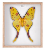 Motyl w gablotce Argema mitrei - samica 1